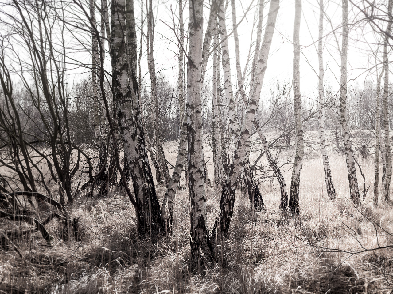 Sustainable woodland Sustainable woodland